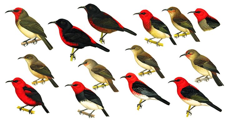 handbook of the birds of the world volume 2 pdf
